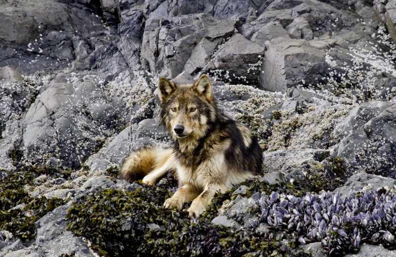 Wolf at Long Beach Lodge Resort.
