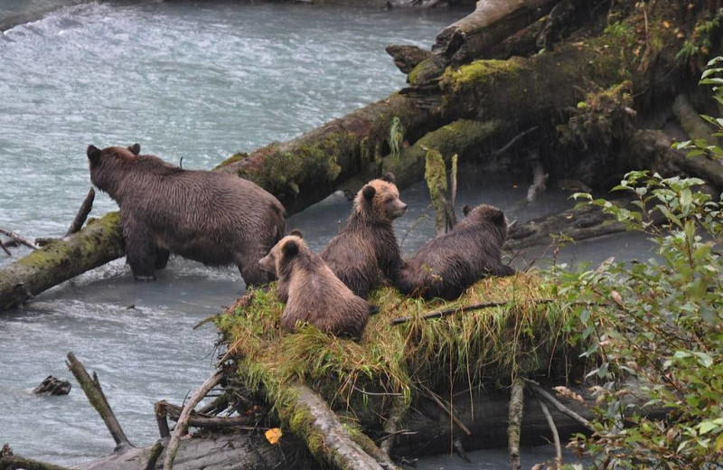 Grizzly bear tours at Painter's Lodge.