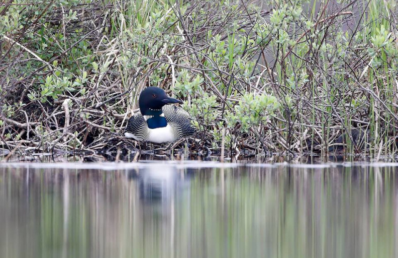 Nesting loon on Loon Lake.
