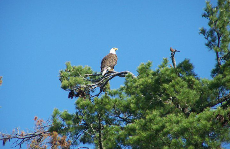 Bald eagle spotted at Isle O' Dreams Lodge.