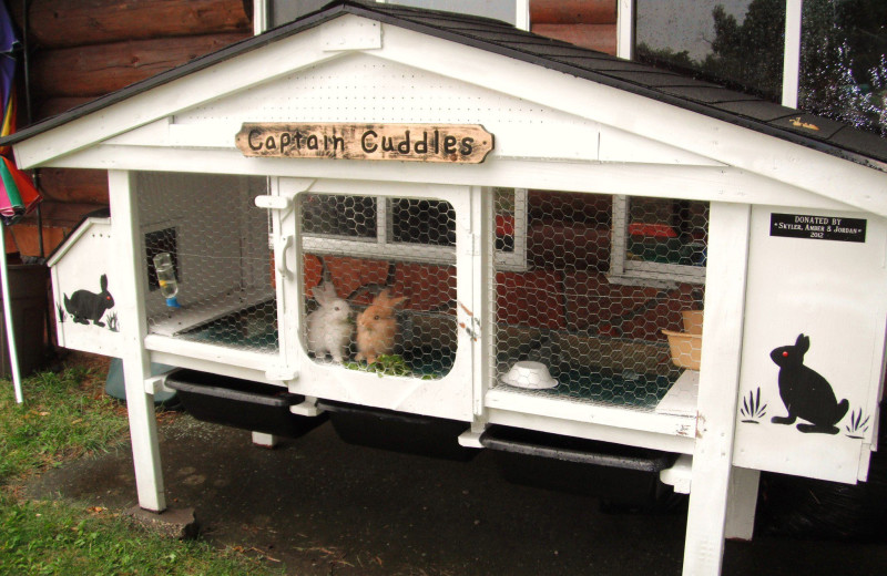 Resort bunnies at Anderson's Northland Lodge.