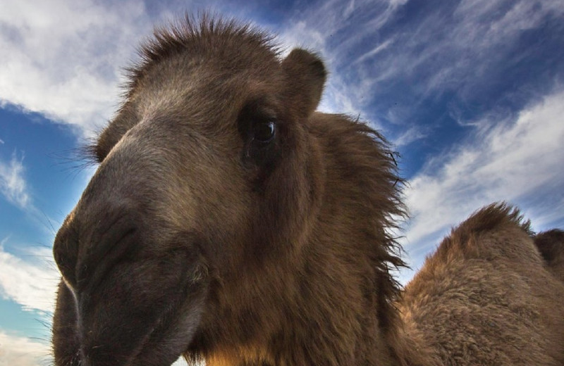 Camel at The Exotic Resort Zoo.