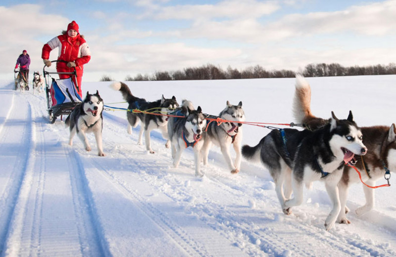 Dog sled at Mt. Princeton Hot Springs Resort.