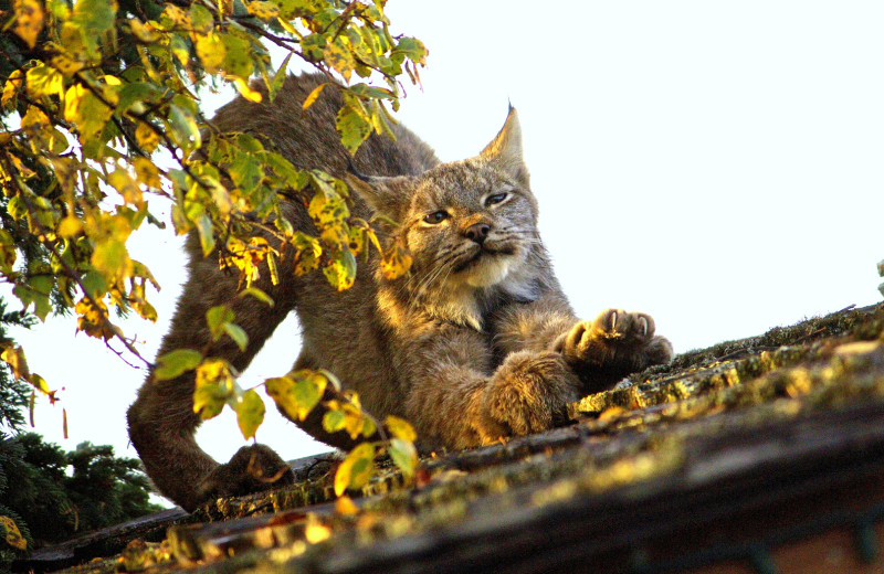 Lynx at King Salmon Lodge.