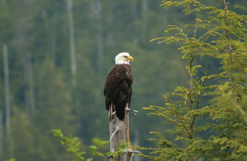 Eagle at Lund Resort at Klah ah men.