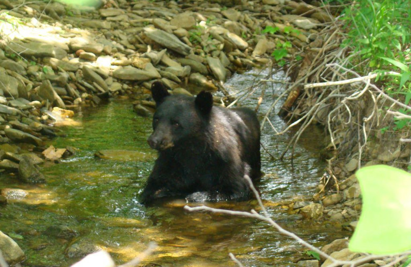 Black bears near Old Creek Lodge.