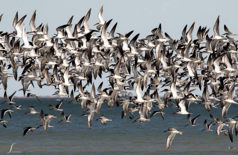 Birds at The Lighthouse Inn at Aransas Bay.