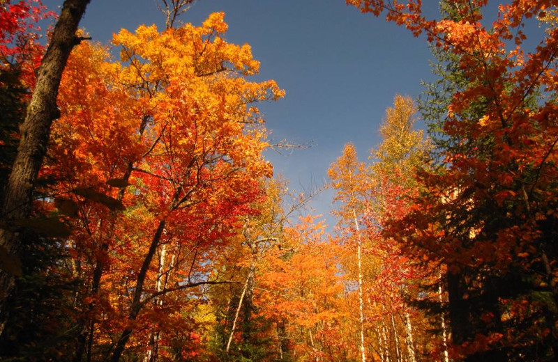 Fall leaves at Pine Point Lodge.