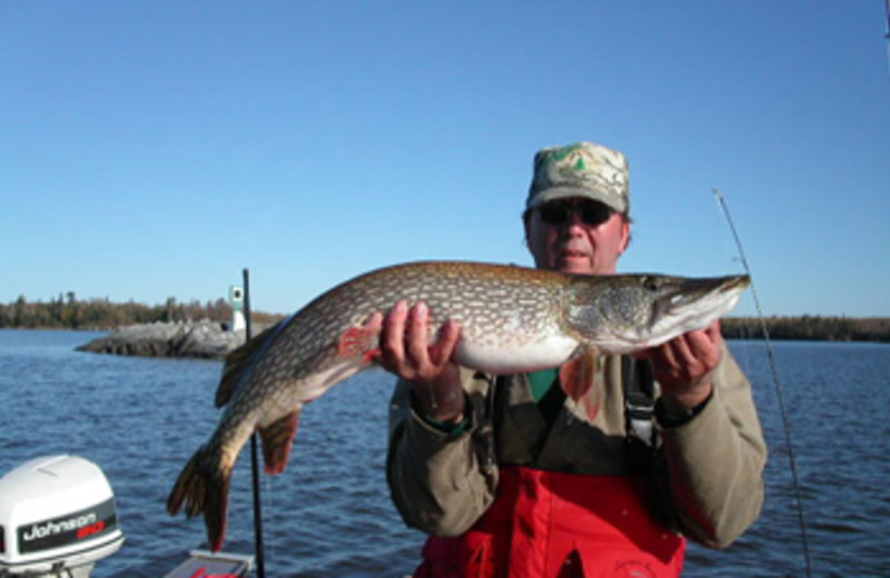 Muskellunge caught on Lake of the Woods at Angle Outpost Resort & Conference Center.