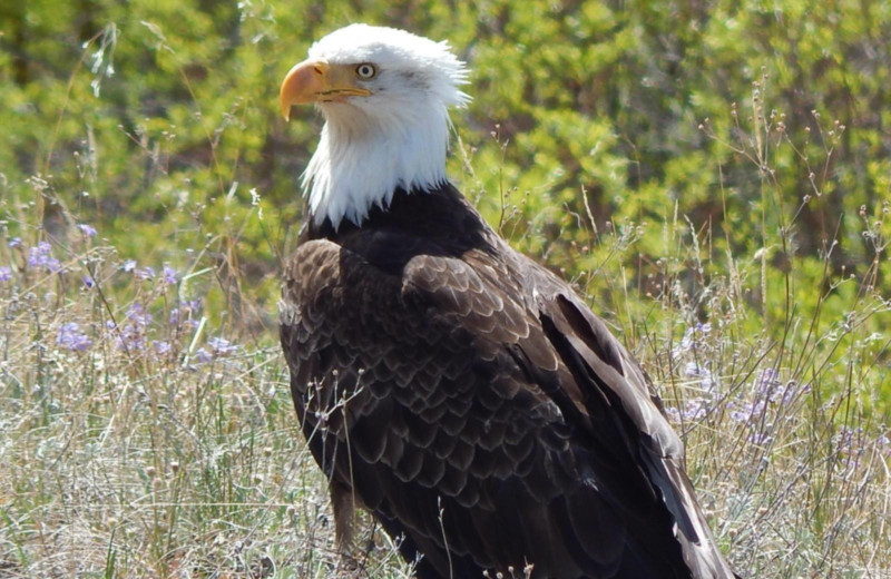 Eagle at Chaunigan Lake Lodge.