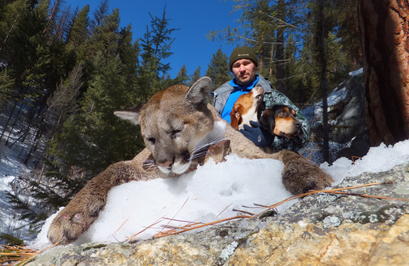 Mountain lion hunting at Silver Spur Outfitters.