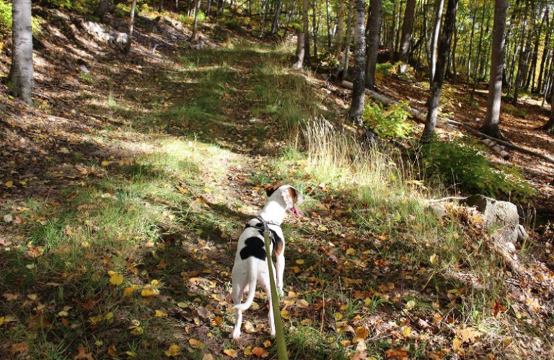 Walking dog at Aqua Log Cabin Resort.