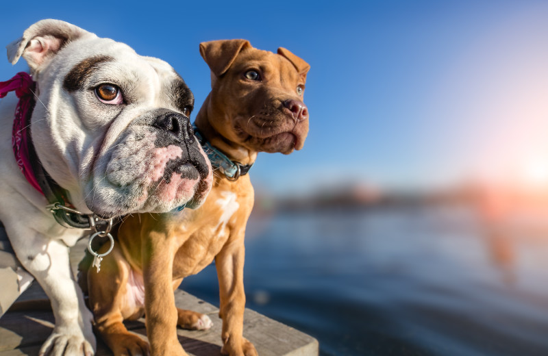 Pets welcome at Hiller Vacation Homes.