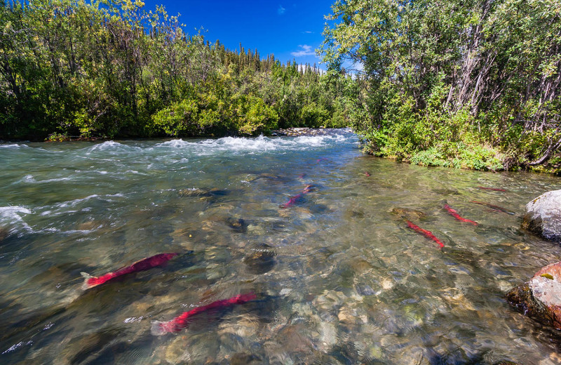 Salmon fishing at Hungry Moose Bed and Breakfast.