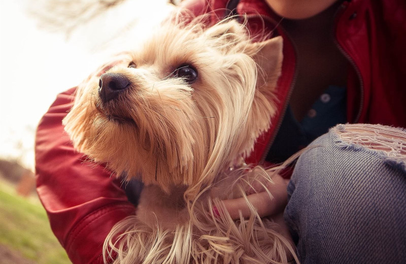 Pets welcome at Fireside Resort at Jackson Hole.