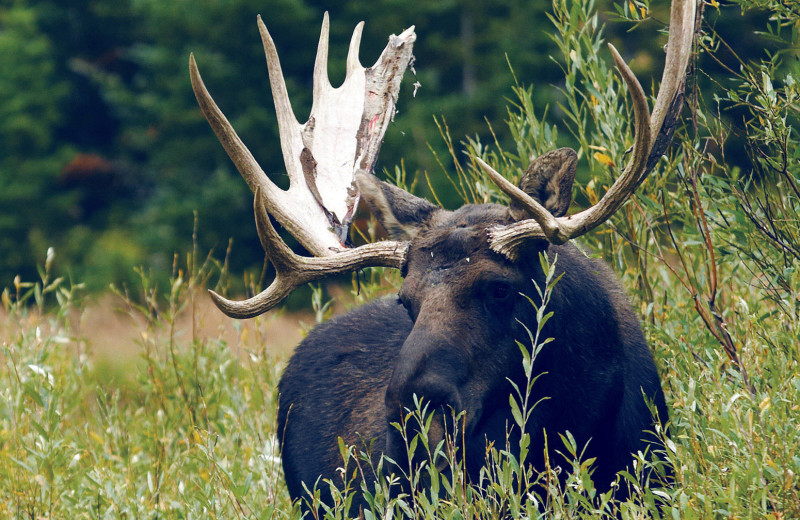 Moose at Jackson Hole Lodge.