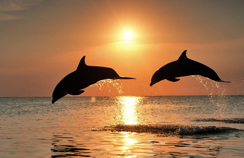 Dolphins jumping at Coral Bay Resort.