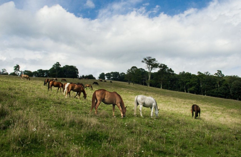 Horses at Cataloochee Ranch.