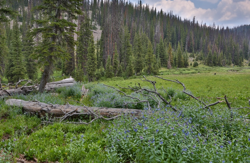 Mountains at Medicine Bow Lodge.