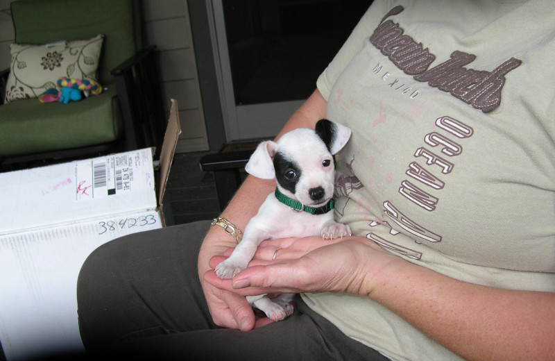 Pets welcome at The Lighthouse Lodge.