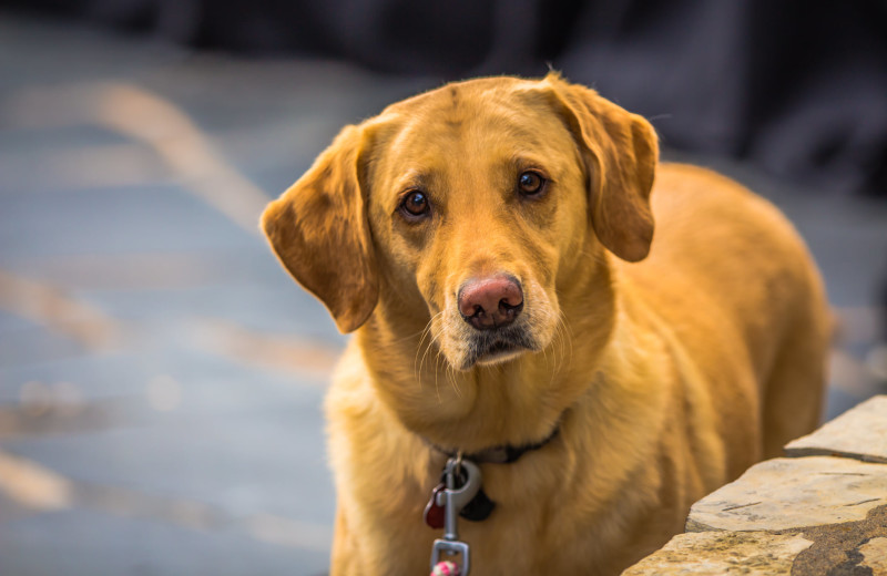 Pets welcome at Horseshoe Bay Resort.