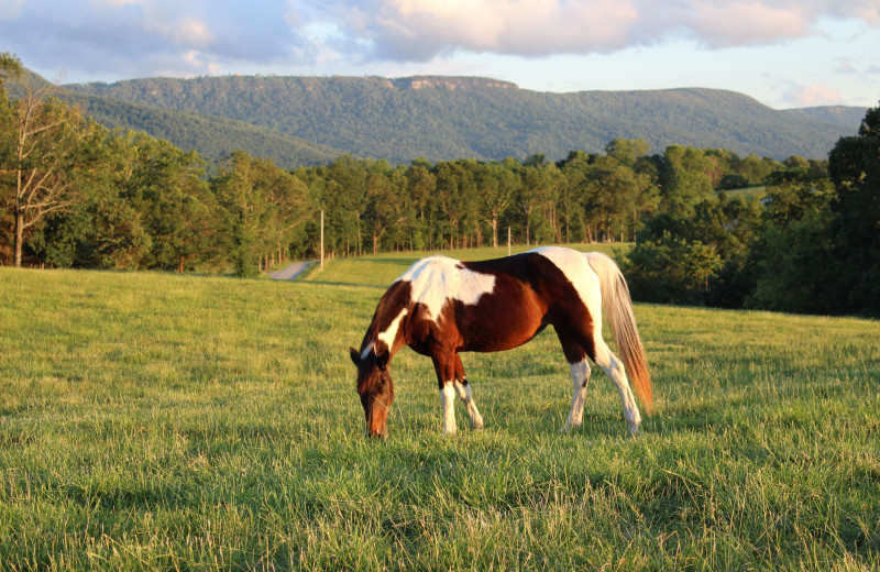 Horse at A Tennessee Dude & Guest Ranch.