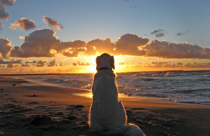 Pets welcome at Lighthouse Resort Inn & Suites.
