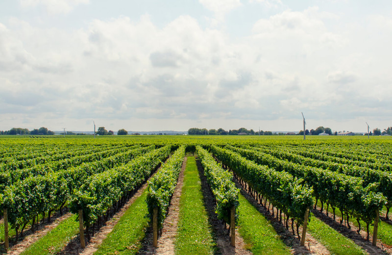 Vineyard near Aurora Park Cottages.