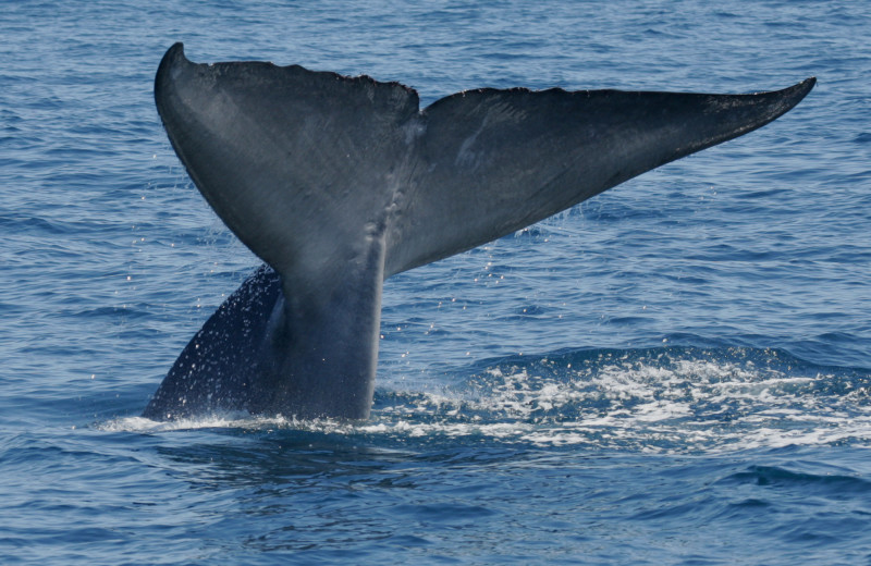 Whale watching at The Ritz-Carlton, Laguna Niguel.