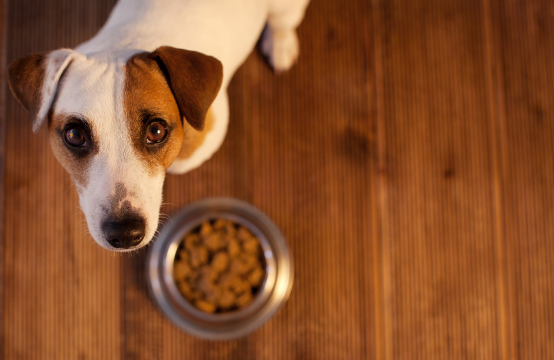 Pets welcome at Cedar Crest Inn.