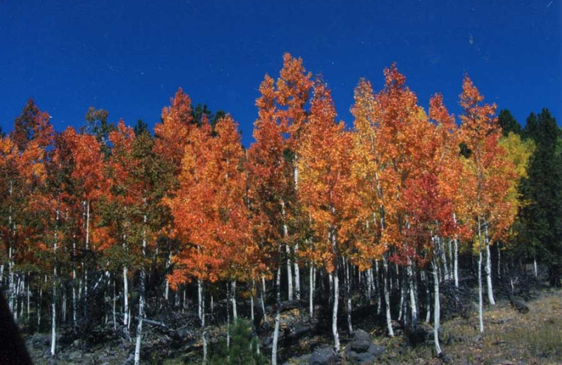 Fall colors at Color Country Motel.