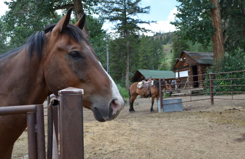 Horse at Shoshone Lodge & Guest Ranch.