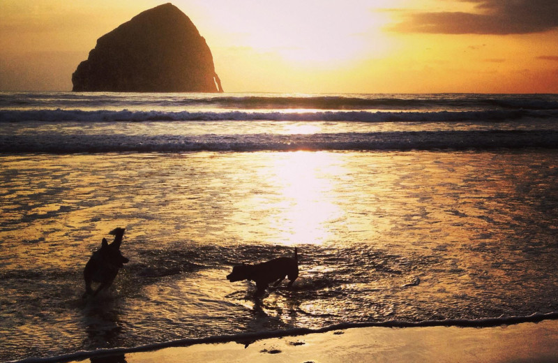 Pets welcome at Kiwanda Coastal Properties.