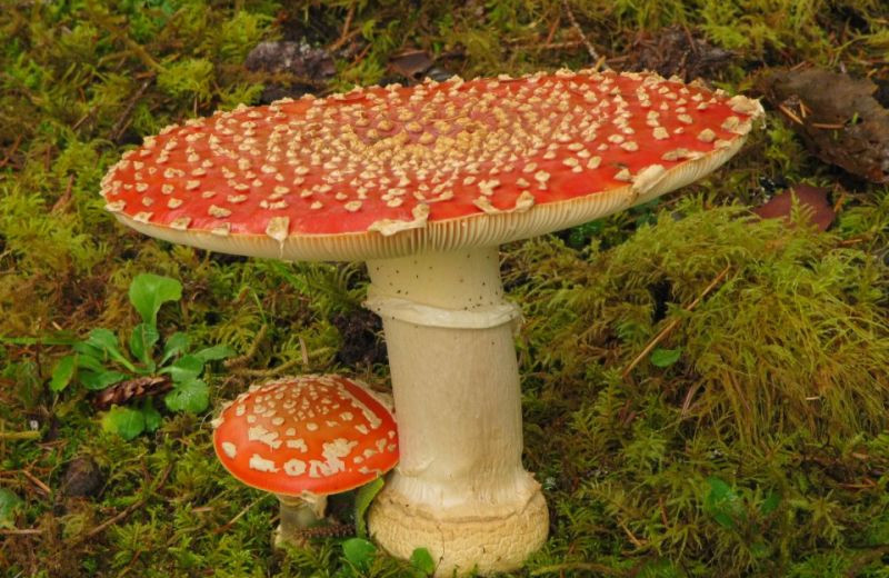 Giant mushroom at Rain Forest Resort.