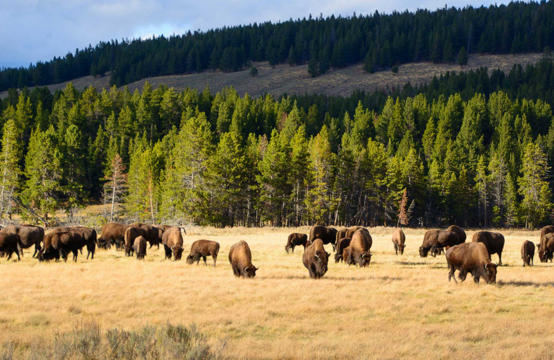 Bison at Hardscabble Ranch.