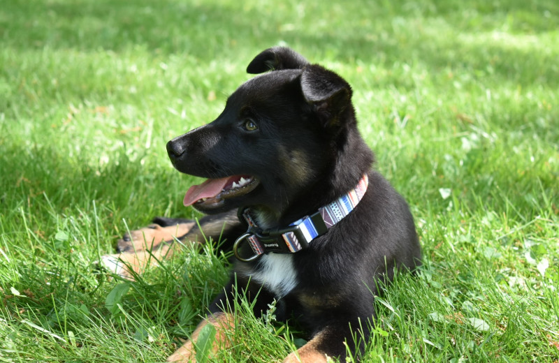 Pets welcome at Yogi Bear's Jellystone Park Luray.