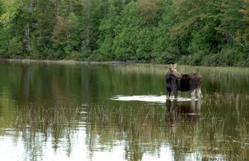 Wild Life at West Branch Pond Camps