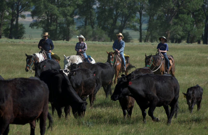 Cattle roundup at Vee-Bar Guest Ranch.