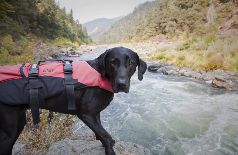 Pets welcome at Morrison's Rogue River Lodge.