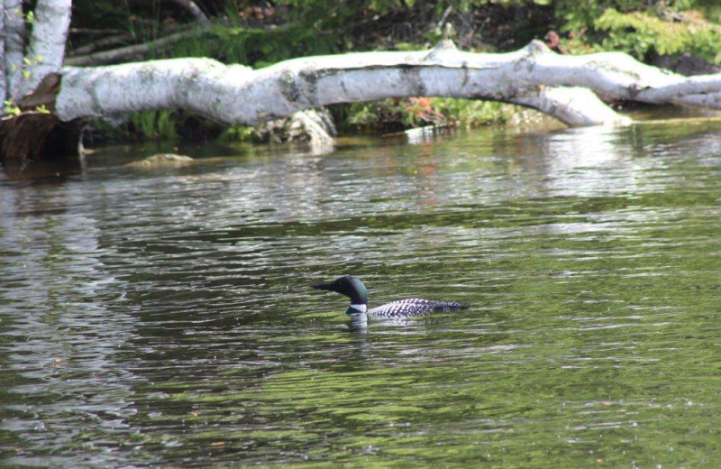 Loon at North Country Inn.