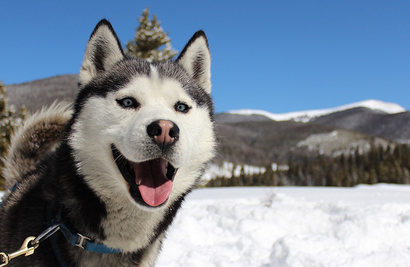 Dog sled at Grand Lodge on Peak 7.