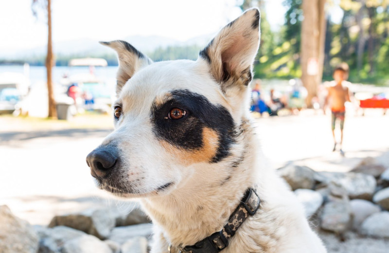 Pets welcome at North Shore Lodge & Resort.