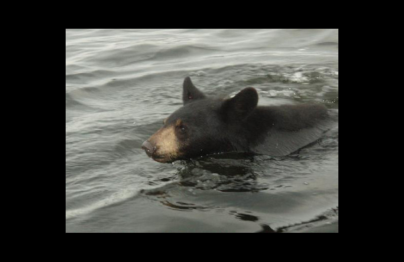 Bear at Stokes Bay Resort.