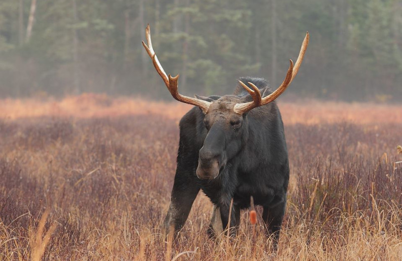 Moose at Olive the Lake.