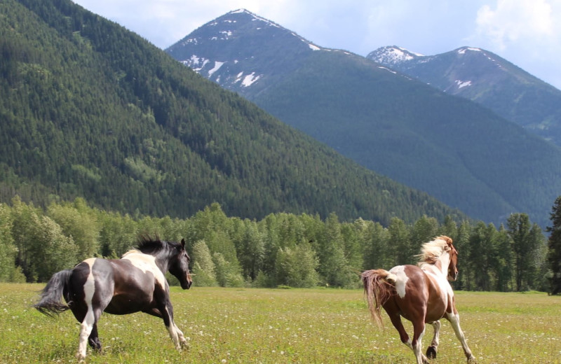 Horses at Bear Creek Ranch.