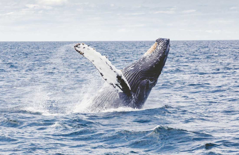 Whale watching at Carroll Villa.