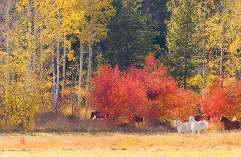 Horses at Trail Creek Ranch.