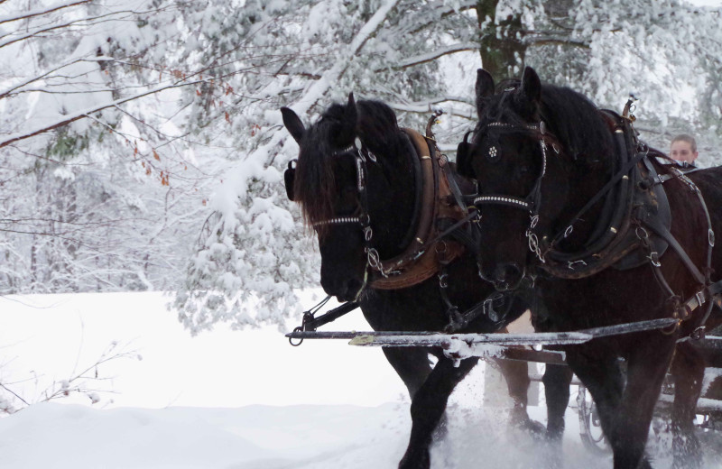 Horse drawn sleigh rides in winter at The Mountain Top Inn & Resort.