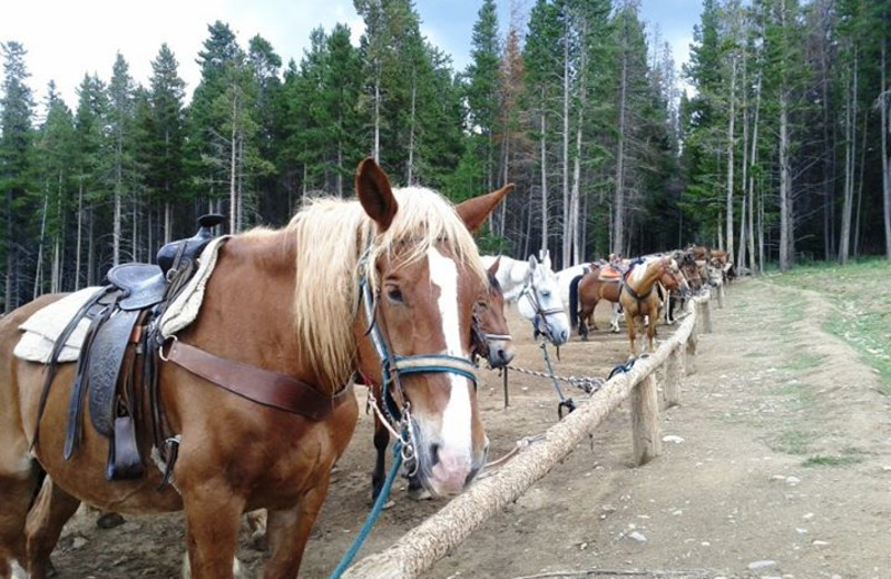 Horseback riding near Breckenridge Discount Lodging.