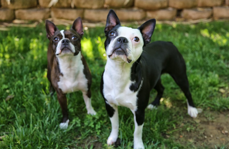 Pets welcome at Great Cabins in the Smokies.